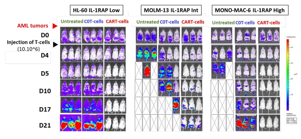 Fig.7 In vivo efficacy of anti-IL1RAP CAR-T cells in AML xenograft NSG mouse models evaluated by BLI monitoring. (Trad, et al., 2022)