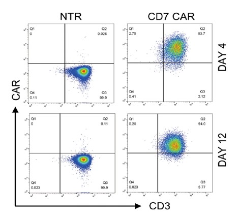 Surface expression of CD7 CAR in lentivirus-transduced T cells.