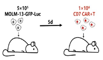 mouse model construction and CAR-T-cell.