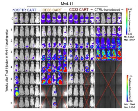 CD86 CART can eliminate Mv4-11 tumor burden in vivo. (Gottschlich, et al., 2023)