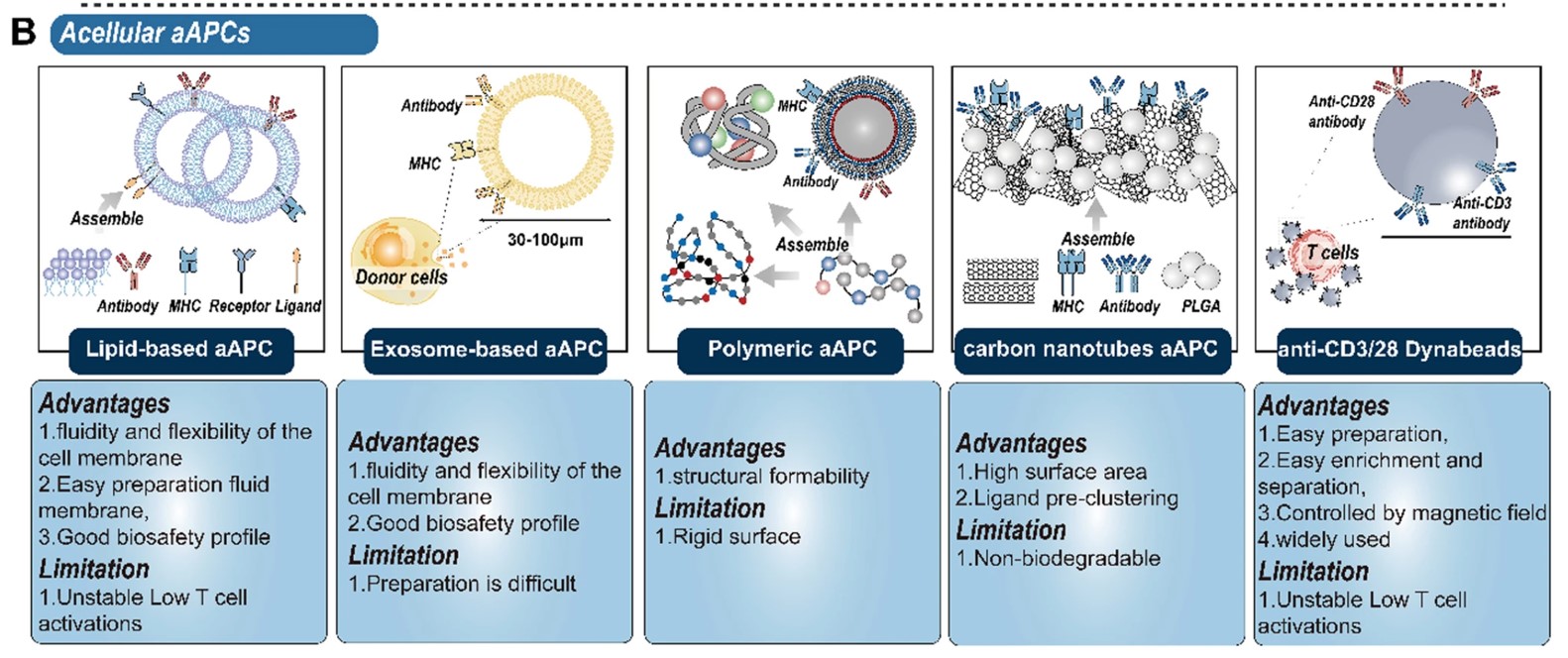 Fig.1 Acellular artificial T cell stimulators. (OA Literature)
