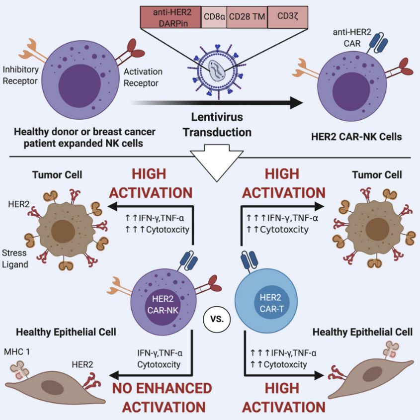 HER2-Targeted CAR-NK Cells in Solid Tumor (Ana, 2021)
