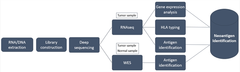 Workflow of neoantigen identification. (Creative Biolabs Original)