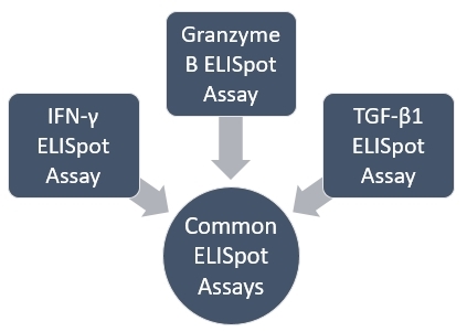 Types of common ELISpot Assays. (Creative Biolabs Original)