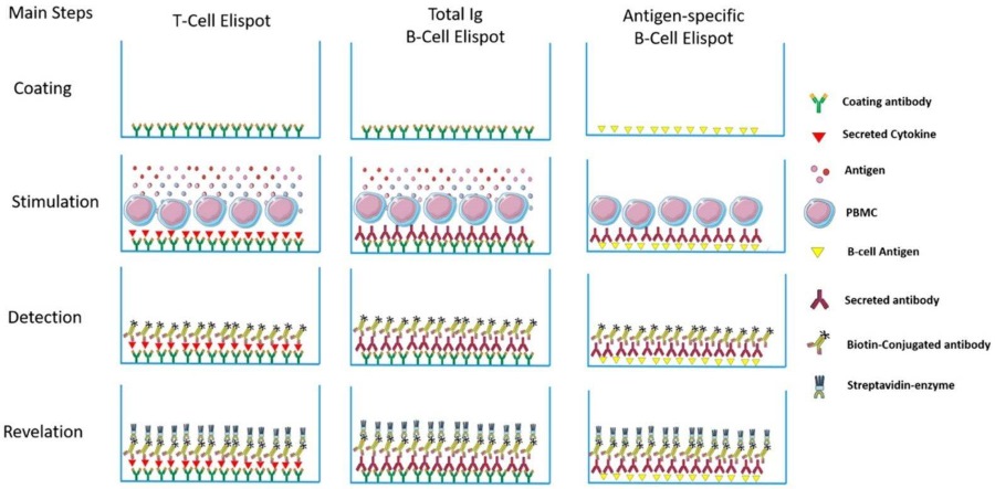 Different Elispot assays.