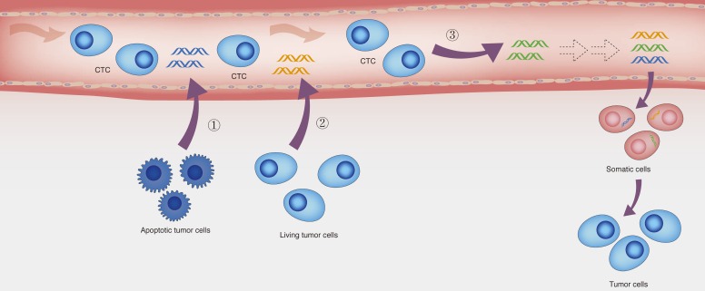 The potential origins of ctDNA and the hypothesis of genometastasis.