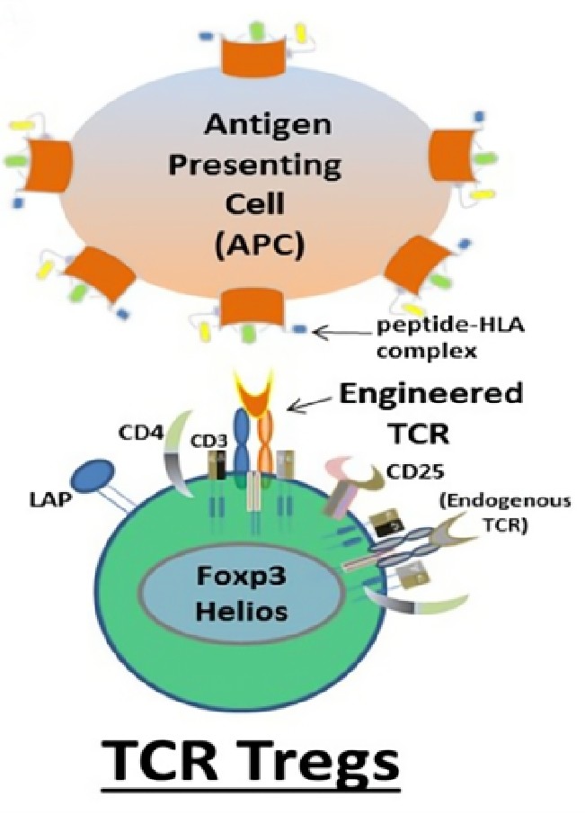 TCR-Tregs. (Adair, et al., 2017)