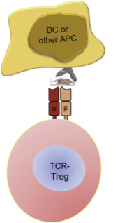 CellRapeutics™ TCR/CAR/Antigen-Engineered Regulatory T Cells (Tregs)