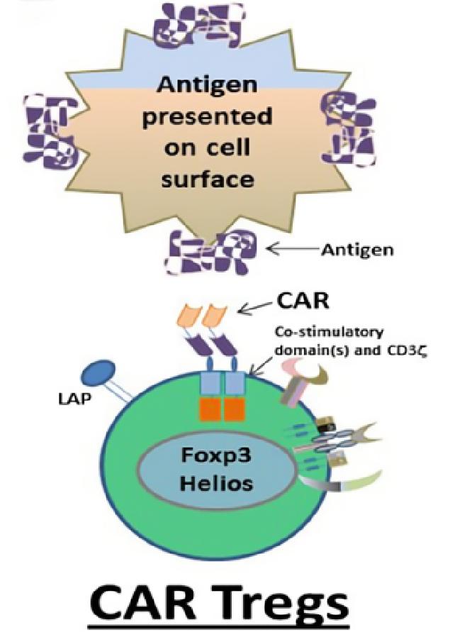 CAR-Tregs. (Adair, et al., 2017)