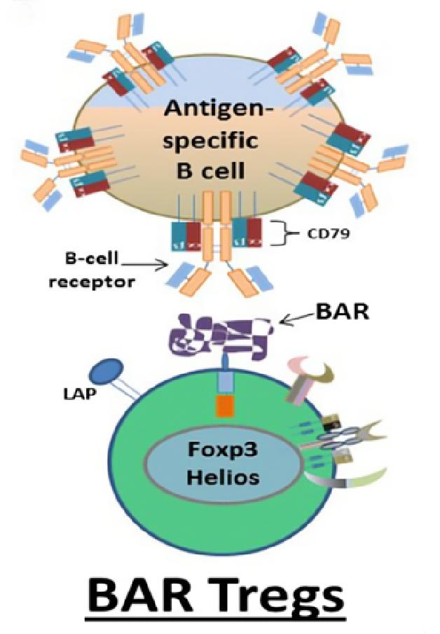 Antigen-Tregs. (Adair, et al., 2017)