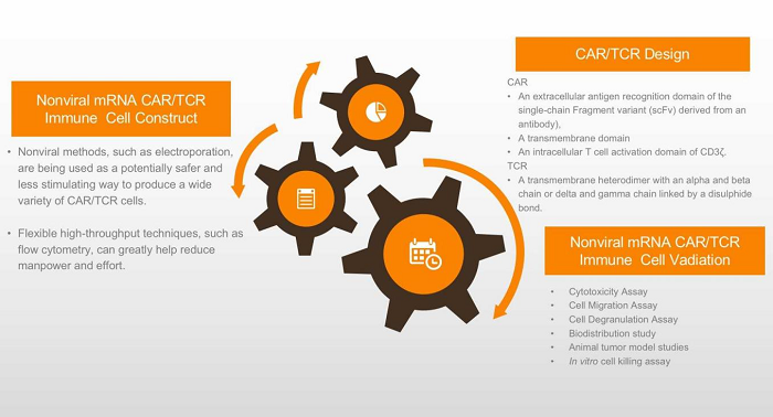 The Workflow of Nonviral mRNA-Based CAR/TCR Immune Cell Platform. (Creative Biolabs Original)