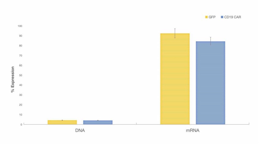Fig. 3 Expression Levels of GFP or CD19-CAR Proteins in T Cells Electroporated with DNA or mRNA. (Creative Biolabs Original)