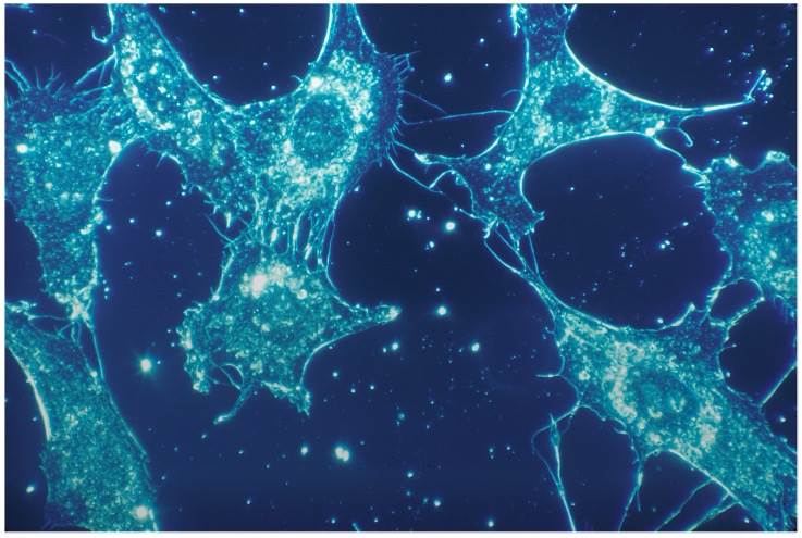 Tseeking Technology For TCR/Ligands Discovery. (Creative Biolabs Authorized)