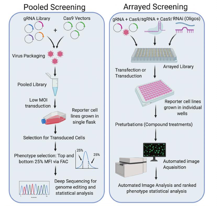 The workflows of pooled screening and assayed screening.