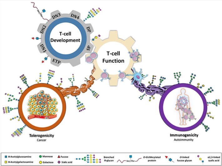 Glycans as a major connective chain that controls T cell response.