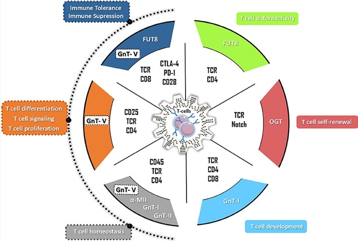 The hallmarks of glycans in T cell biology