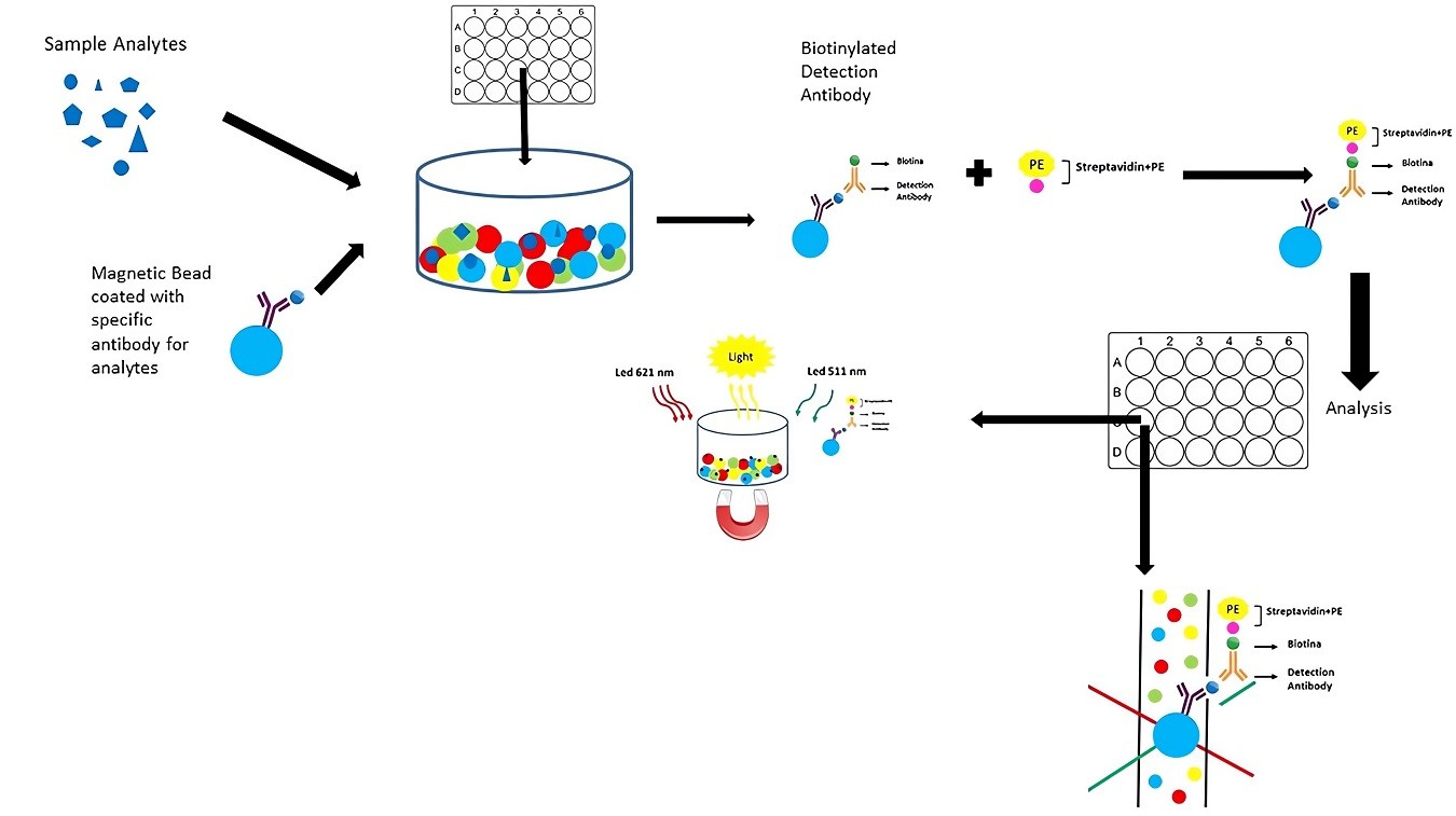 The principle of Multiplexed Immunoassay.