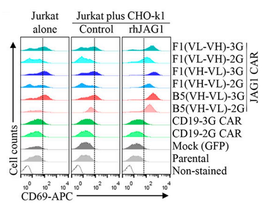 Fig.1 The activation of cells can be analyzed by flow cytometry through CAR-J. (Silva, G., et al. 2023)