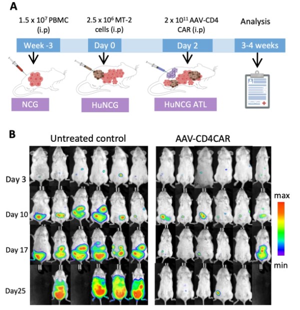Fig.1 Cytotoxicity of in vivo CART. (Michels, Alexander, et al., 2022)