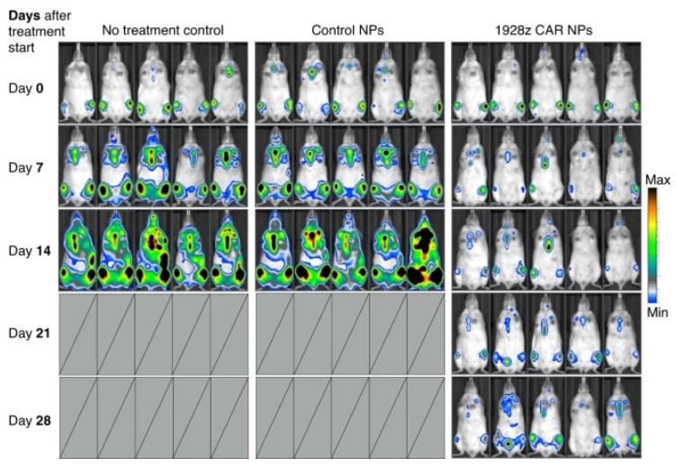 Fig.1 Cytotoxicity of mRNA nanoparticle-redirected T cells. (Parayath, N. N., et al., 2020)