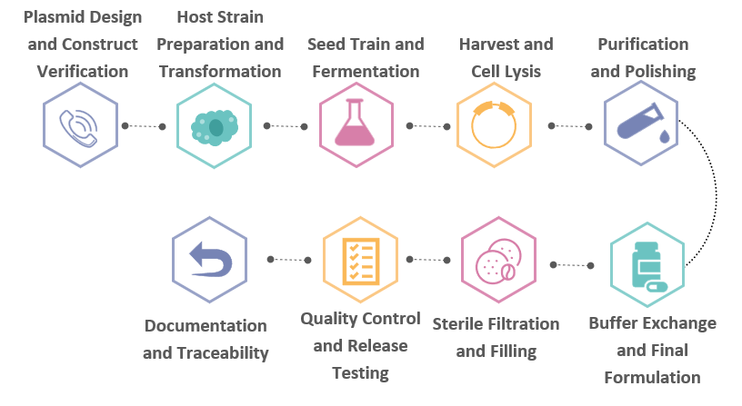 Workflow of GMP-like Plasmid Manufacturing for CART. (Creative Biolabs Original)