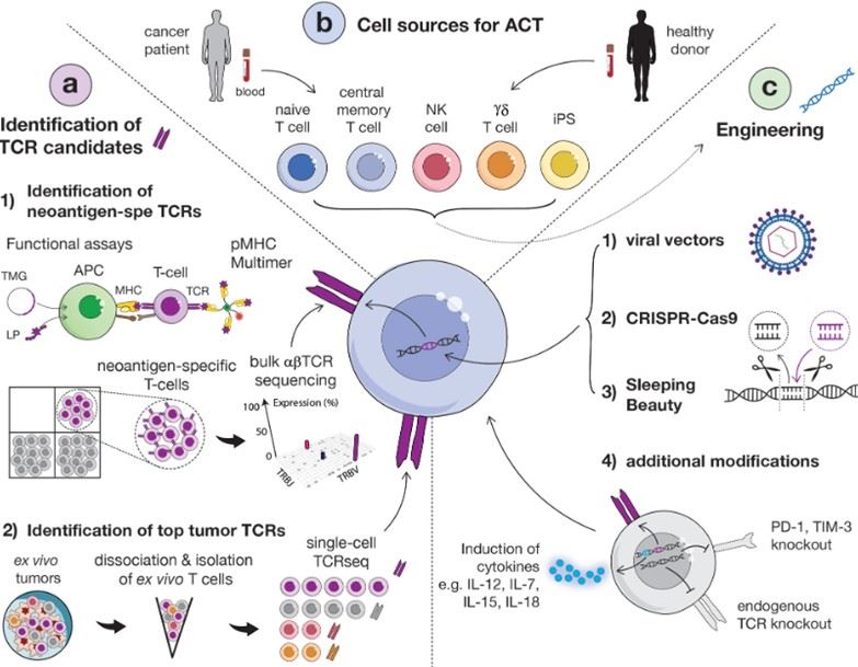 Fig.1 Main strategies for identifying relevant TCRs. (Arnaud, Marion, et al., 2021)