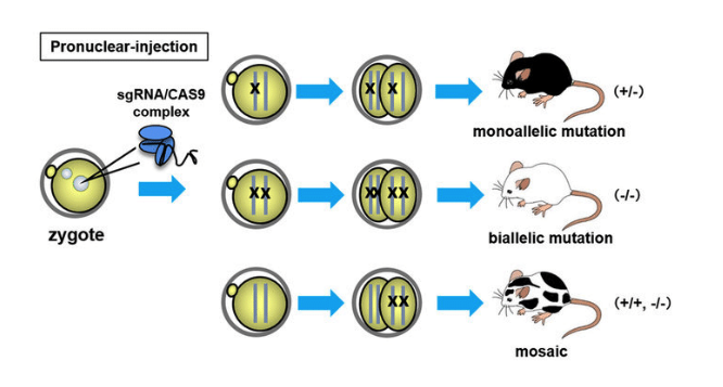 Fig.1 Transgenic mice by pronuclear injection of a transgene. (Oji, et al., 2016)