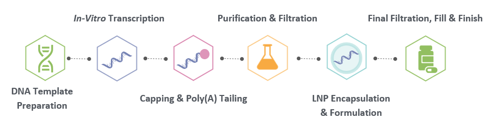 Workflow of GMP CAR-mRNA Manufacturing. (Creative Biolabs Original)
