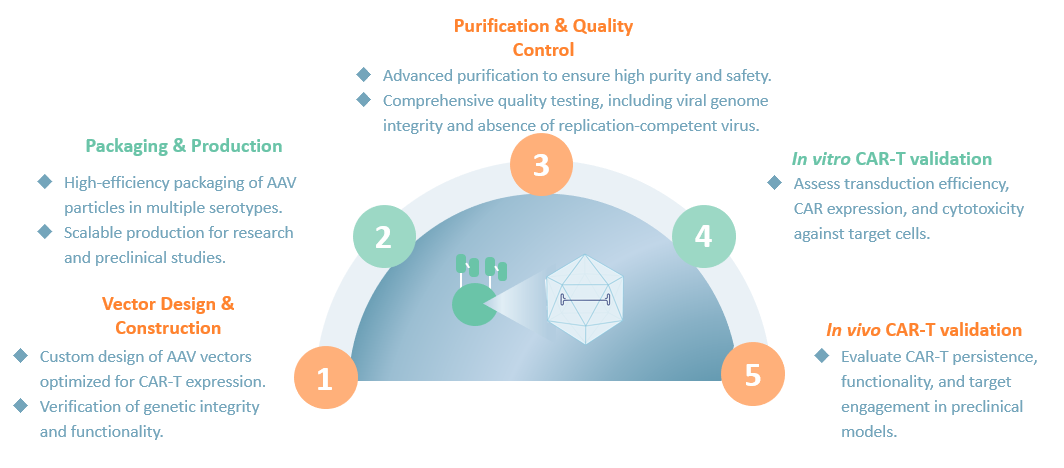 Workflow of CAR-T AAV Packaging. (Creative Biolabs Original)