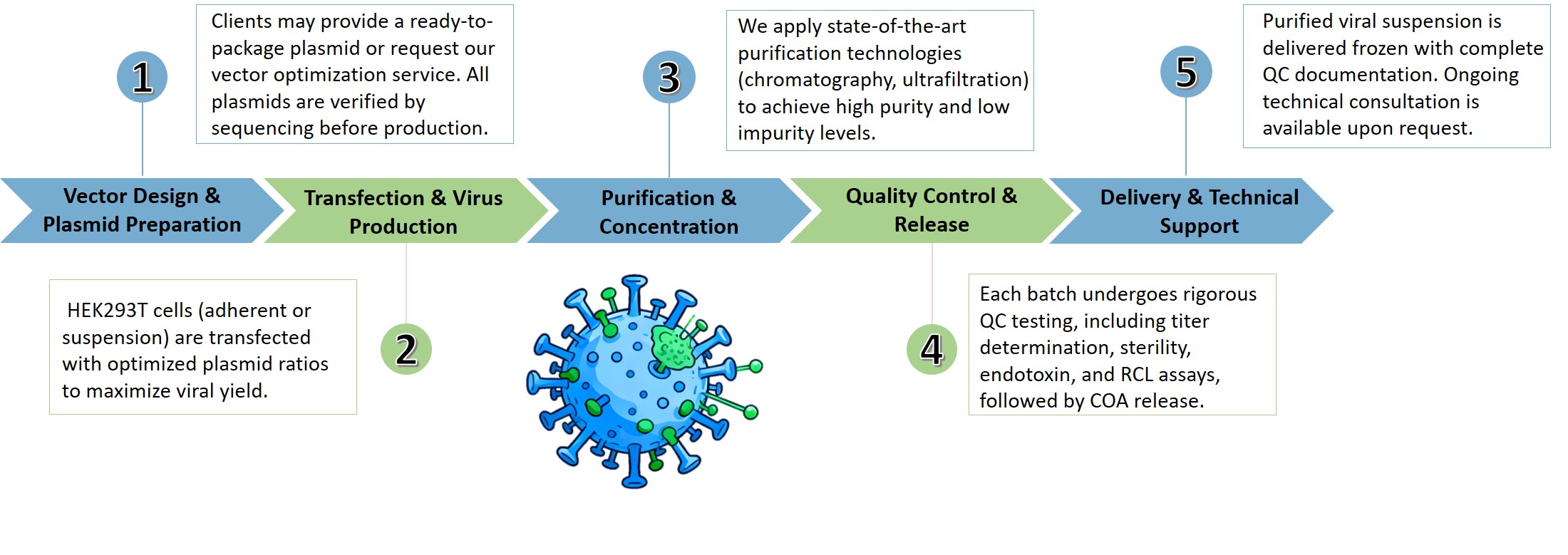 Workflow of CAR Lentivirus Packaging. (Creative Biolabs Original)