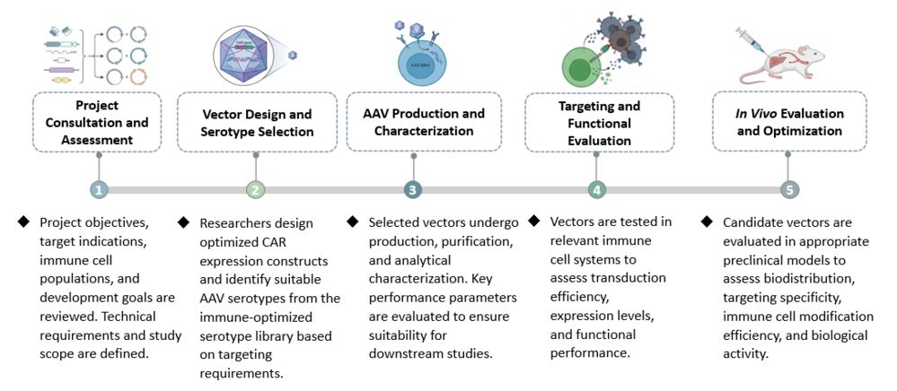 Workflow of Precision Adeno-Associated Virus (AAV)-Mediated CAR Delivery Platform. (Creative Biolabs Original)