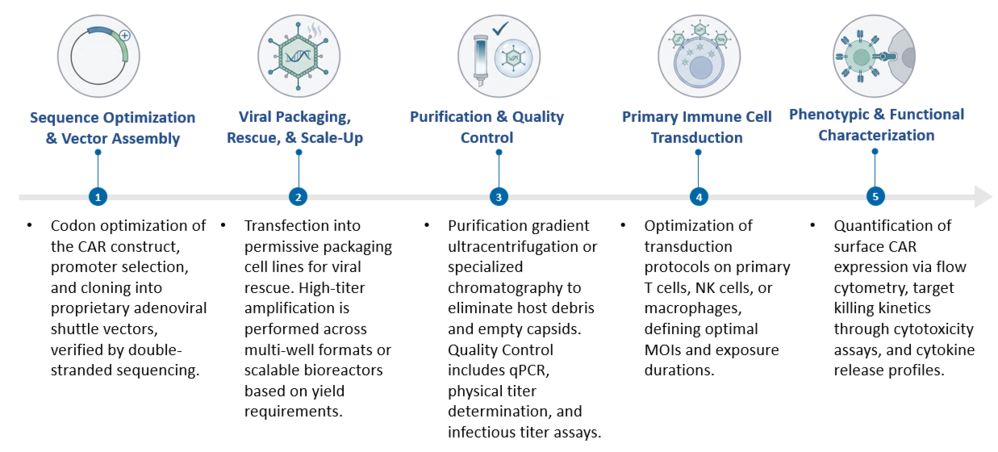 Workflow of Adenoviral (Ad) Vector Platform for CAR Transduction. (Creative Biolabs Original)