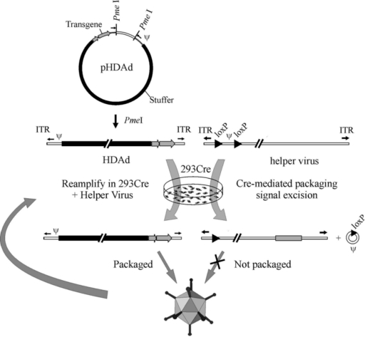 Fig.1 Preparation System for Helper-Dependent Adenoviral Vectors. (OA Literature)