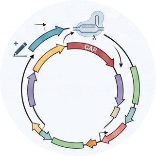 Platform of Helper-Dependent Adenoviral (HDAd) Platform for CAR Delivery. (Creative Biolabs Original)