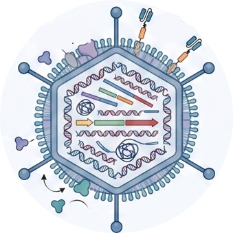 Platform of Helper-Dependent Adenoviral (HDAd) Platform for CAR Delivery. (Creative Biolabs Original)