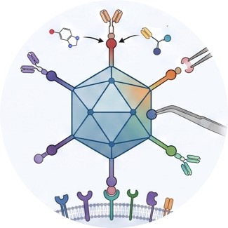 Platform of Helper-Dependent Adenoviral (HDAd) Platform for CAR Delivery. (Creative Biolabs Original)