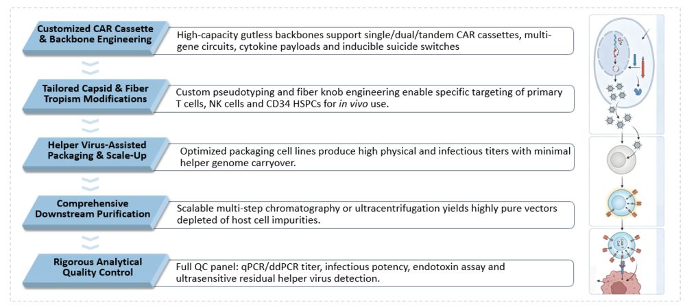 Workflow of Helper-Dependent Adenoviral (HDAd) Platform for CAR Delivery. (Creative Biolabs Orig