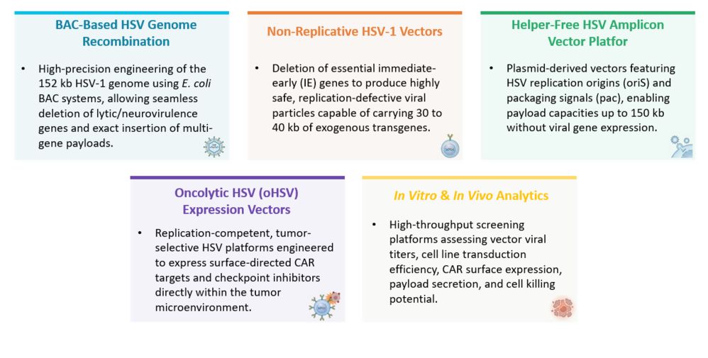 Platform of Herpes Simplex Virus (HSV) Vector Platform for CAR Engineering. (Creative Biolabs Original)