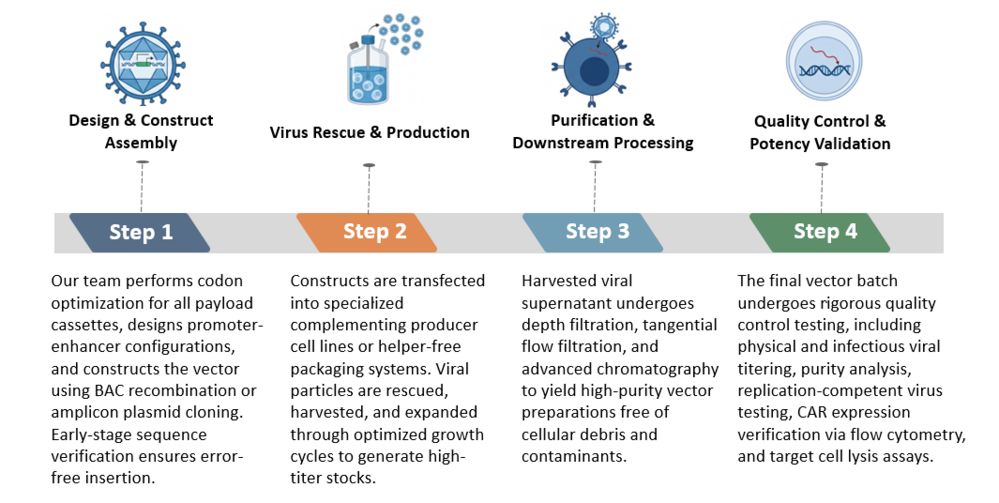 Workflow of Herpes Simplex Virus (HSV) Vector Platform for CAR Engineering. (Creative Biolabs Original)