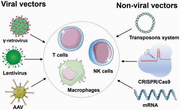 Fig.1 Immune cell CAR engineering using gene delivery with viral and non-viral carriers. (OA Literature)