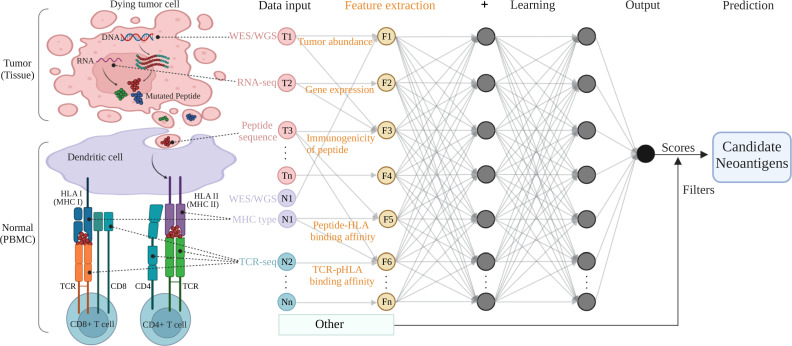 Fig.1 An example of a multi-layer neural network structure used for feature extraction and neoantigen prediction.