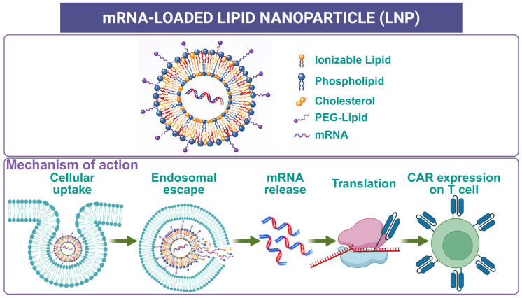 Fig.1 Lipid nanoparticles formulated with mRNA. (OA Literature)