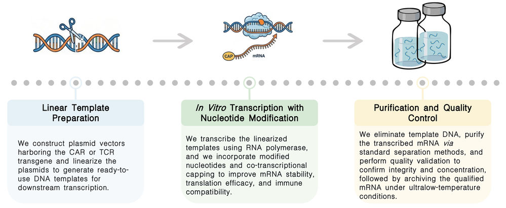 Workflow of mRNA-LNP transient CAR production at Creative Biolabs. (Creative Biolabs Original)