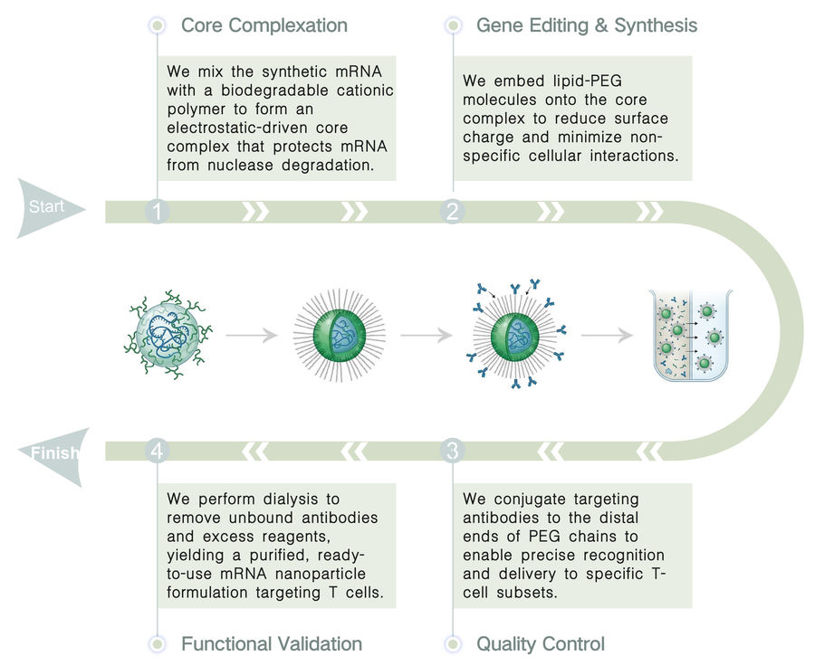 Workflow of mRNA-LNP Expression & Encapsulation at Creative Biolabs. (Creative Biolabs Original)