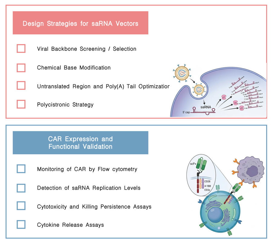 Featured services of saRNA-LNP platform for sustained CAR expression at Creative Biolabs. (Creative Biolabs Original)