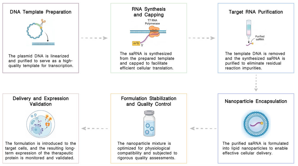 Workflow of saRNA-LNP platform for sustained CAR expression at Creative Biolabs. (Creative Biolabs Original)