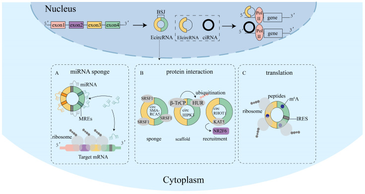 Fig.1 Functional roles of circRNAs. (OA Literature)