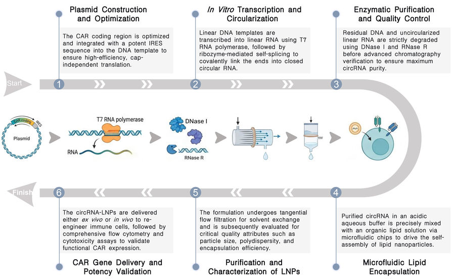 Workflow of circRNA-LNP platform for high-yield CAR delivery at Creative Biolabs. (Creative Biolabs Original)