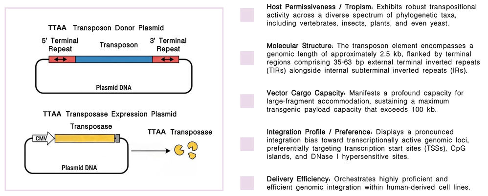 Featured services of TTAA-specific DNA transposon platform for non-viral CAR integration at Creative Biolabs. (Creative Biolabs Original)