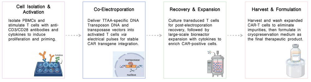 Workflow of TTAA-specific DNA transposon platform for non-viral CAR integration at Creative Biolabs. (Creative Biolabs Original)